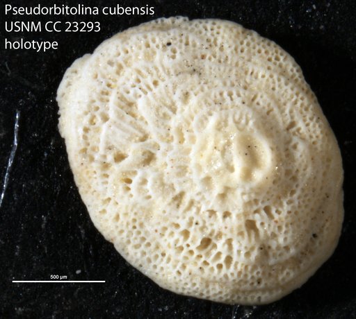 Pseudorbitolina cubensis Cushman & Bermudez, 1936