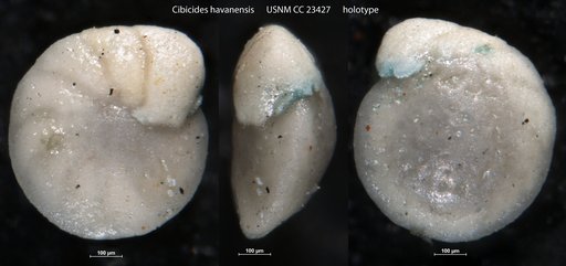 Cibicides havanensis Cushman & Bermudez, 1937