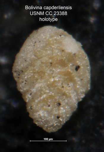 Bolivina capdevilensis Cushman & Bermudez, 1937