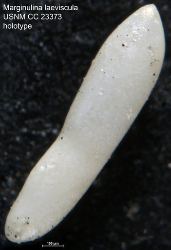 Marginulina laeviuscula Cushman & Bermúdez, 1937