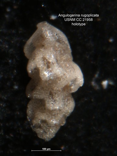 Angulogerina rugoplicata Cushman, 1935