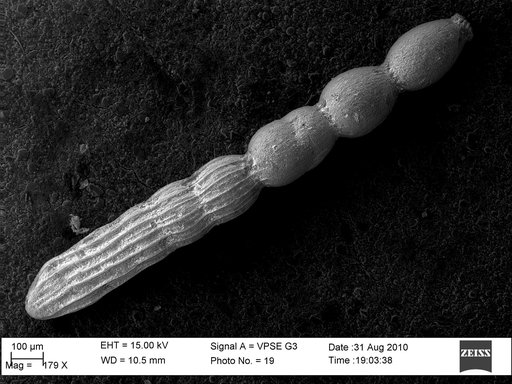 Amphimorphina tenuistriata var. seminuda Cushman & Bermudez, 1936