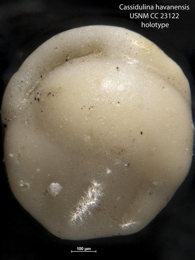 Cassidulina havanensis Cushman & Bermúdez, 1936