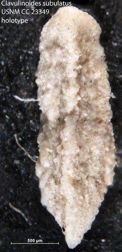 Clavulinoides subulatus Cushman & Bermúdez, 1937