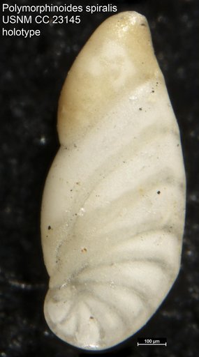 Polymorphinoides spiralis Cushman & Hanzawa, 1936