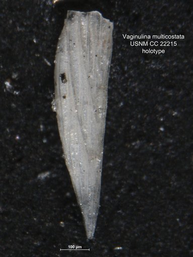 Vaginulina multicosta Cushman, 1930