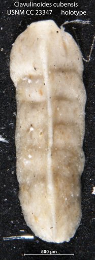 Clavulinoides cubensis Cushman & Bermúdez, 1937