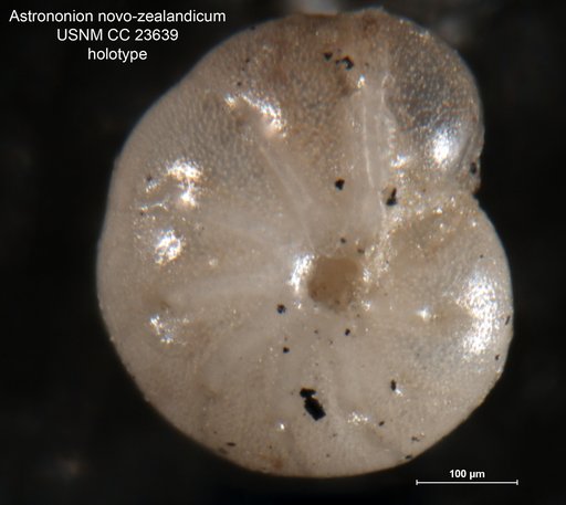 Astrononion novo-zealandicum Cushman & Edwards, 1937