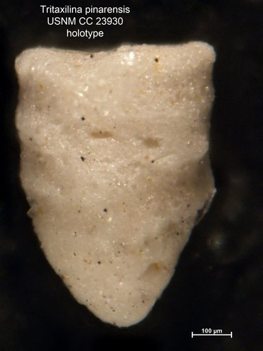 Tritaxilina pinarensis Bermúdez, 1937
