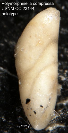 Polymorphinella compressa Cushman & Hanzawa, 1936