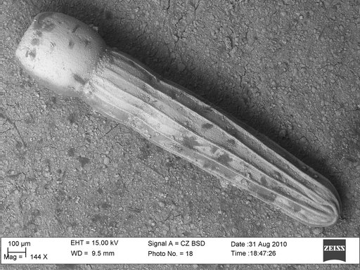 Amphimorphina crassa Cushman & Bermudez, 1936
