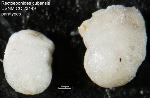 Rectoeponides cubensis Cushman & Bermúdez, 1936