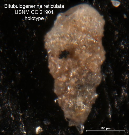 Bitubulogenerina reticulata Cushman, 1936