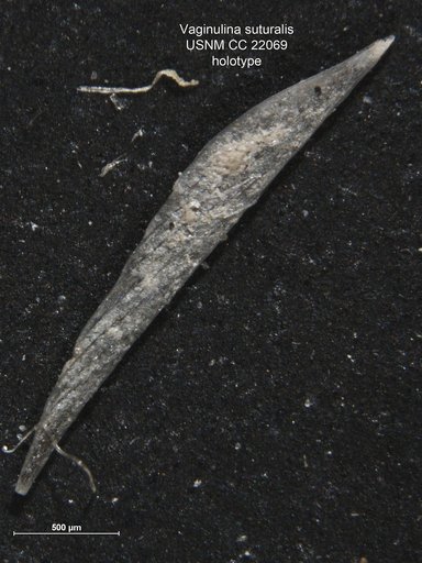 Vaginulina suturalis Cushman, 1937