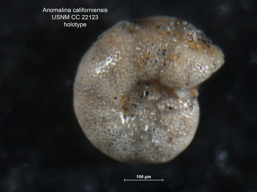 Anomalina californiensis Cushman & Hobson, 1935