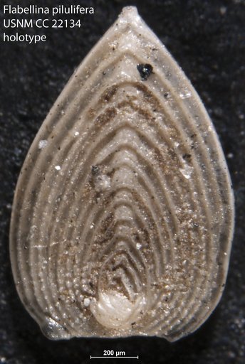 Flabellina pilulifera Cushman & Campbell, 1935