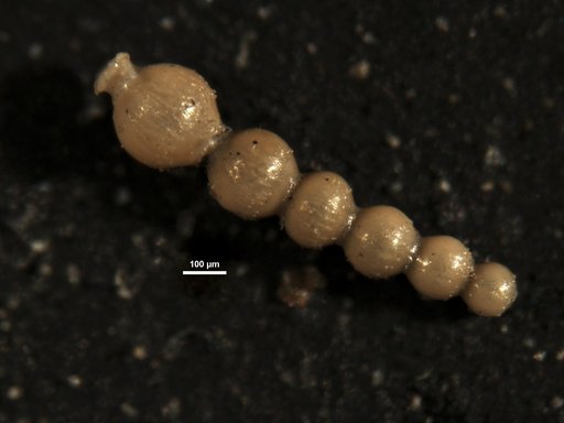 Nodogenerina georgiana Cushman, 1935