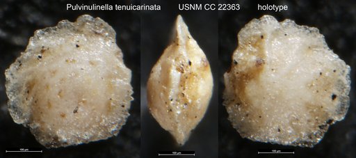 Pulvinulinella tenuicarinata Cushman & Siegfus, 1935