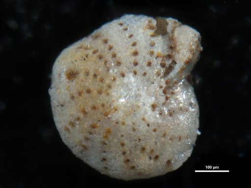 Elphidium culebrense Cushman, 1936