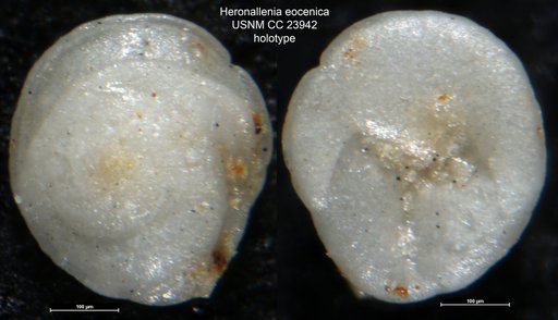 Heronallenia eocenica Bermúdez, 1937