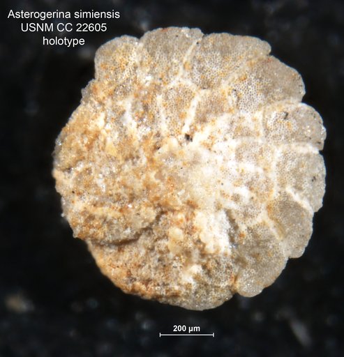 Asterigerina simiensis Cushman & McMasters, 1936