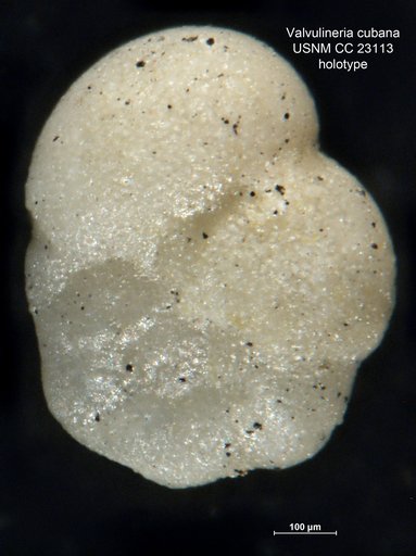 Valvulineria cubana Cushman & Bermúdez, 1936