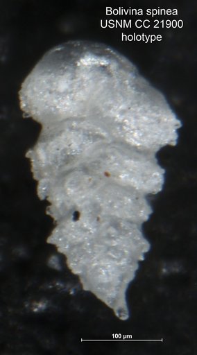 Bolivina spinea Cushman, 1936