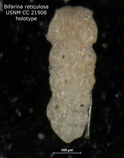 Bifarina reticulosa Cushman, 1936
