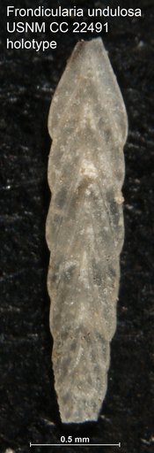 Frondicularia undulosa Cushman, 1936