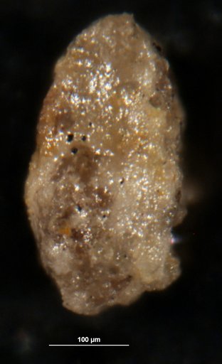 Robulus promamilligerus Albritton, 1937