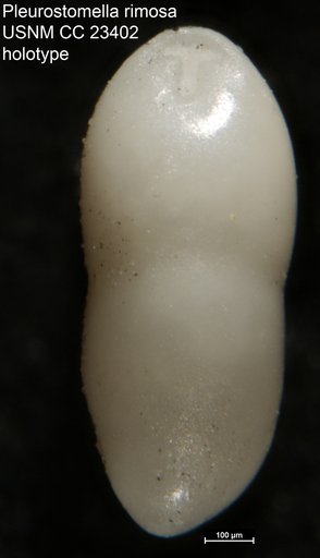 Pleurostomella rimosa Cushman & Bermudez, 1937