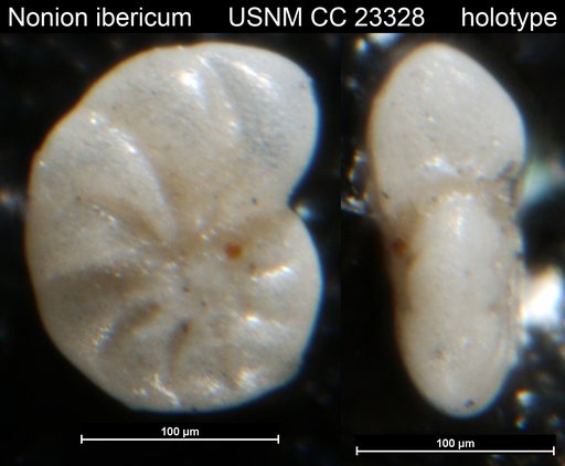 Nonion ibericum Cushman, 1936