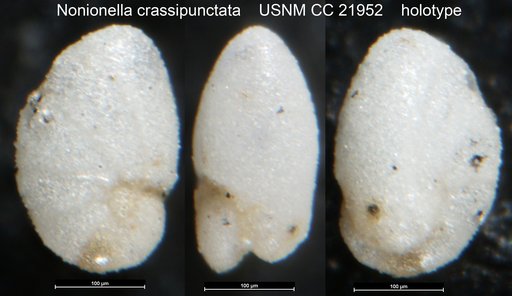 Nonionella crassipunctata Cushman, 1935