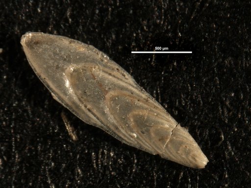 Plectofrondicularia basi-spinata Cushman, 1935