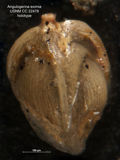 Angulogerina eximia Cushman & Jarvis, 1936