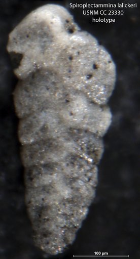 Spiroplectammina lalickeri Albritton & Phleger, 1937