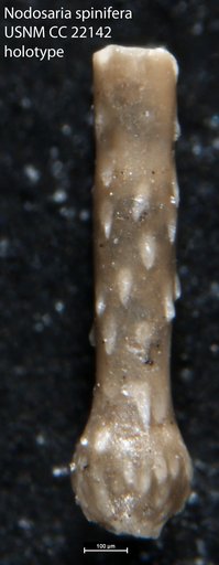 Nodosaria spinifera Cushman & Campbell, 1935