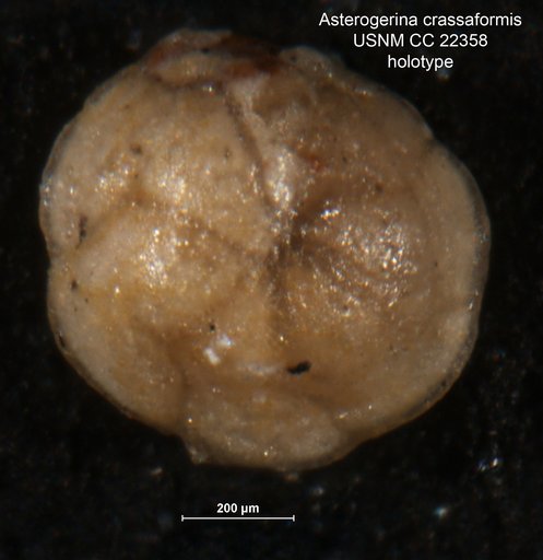 Asterigerina crassaformis Cushman & Siegfus, 1935