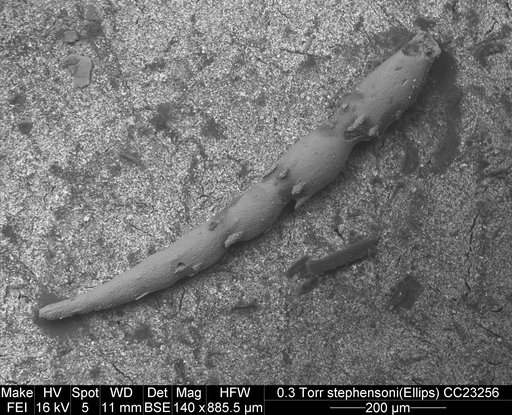 Ellipsonodosaria stephensoni Cushman, 1936