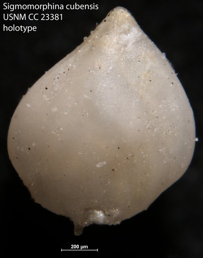 Sigmomorphina cubensis Cushman & Bermúdez, 1937