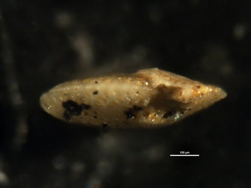 Elphidium crassatum Cushman, 1936