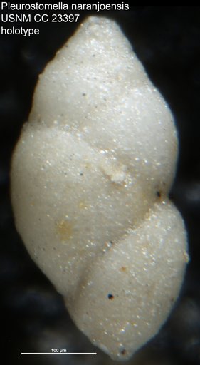 Pleurostomella naranjoensis Cushman & Bermudez, 1937