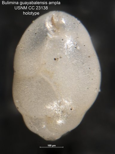 Bulimina guayabalensis var. ampla Cushman & Parker, 1936
