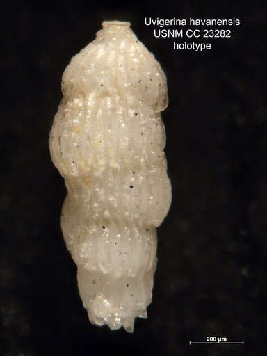 Uvigerina havanensis Cushman & Bermudez, 1936