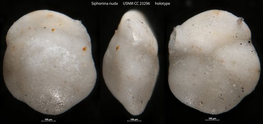 Siphonina nuda Cushman & Bermúdez, 1936
