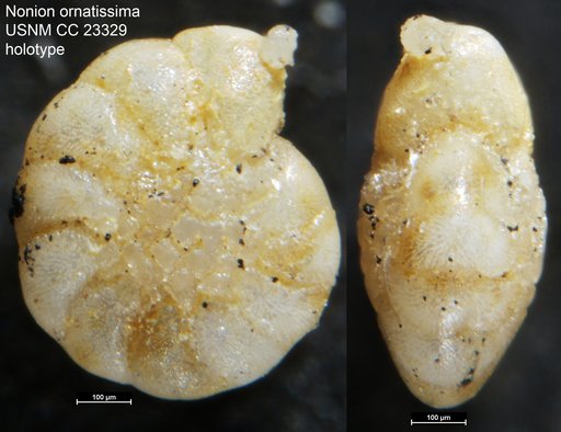 Nonion ornatissima Cushman, 1936