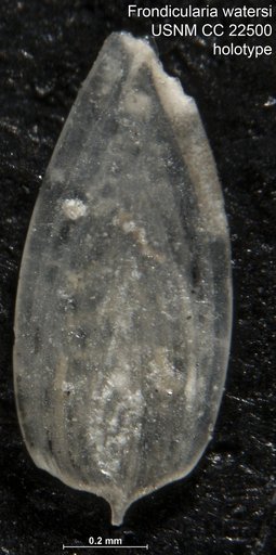 Frondicularia watersi Cushman, 1936