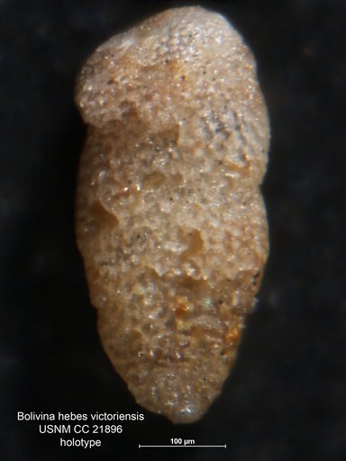Bolivina hebes var. victoriensis Cushman, 1936
