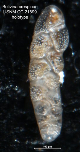 Bolivina crespinae Cushman, 1936