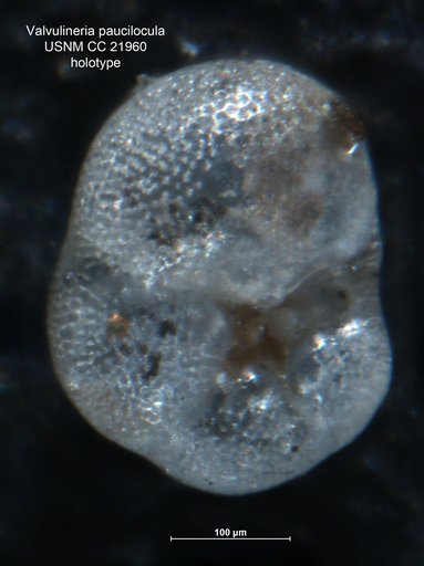 Valvulineria paucilocula Cushman, 1935